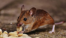 24 Hour & Emergency Exterminators in Bottle Hollow, UT